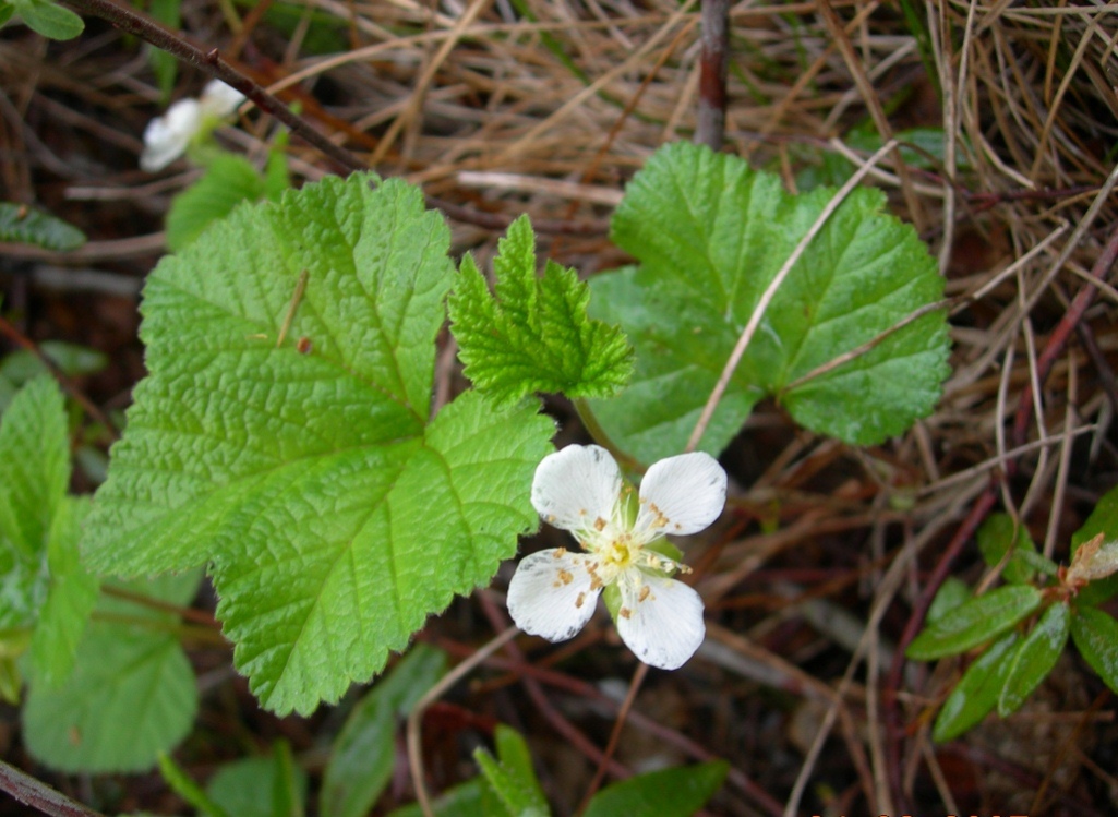 Image of Rubus chamaemorus specimen.