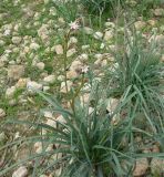 Asphodelus ramosus. Расцветающее растение на каменистом безлесом участке возле дороги. Израиль, Северный Негев, лес Лаав. 23.01.2013.