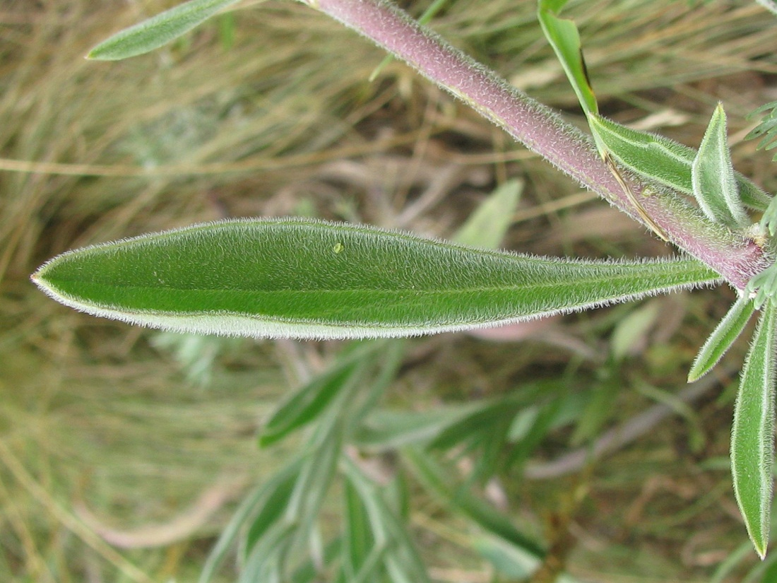 Image of Silene wolgensis specimen.