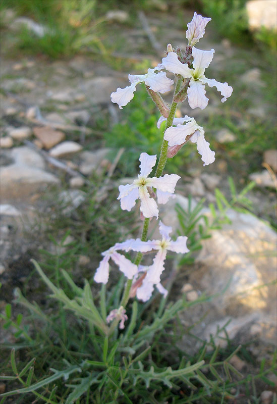 Image of Matthiola longipetala ssp. livida specimen.