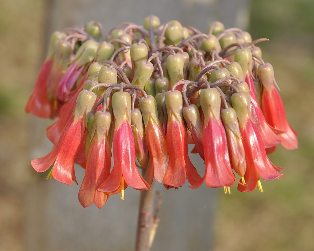 Image of Kalanchoe &times; houghtonii specimen.