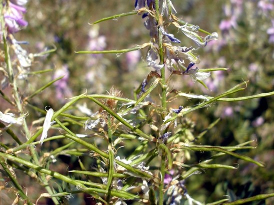 Image of Galega officinalis specimen.