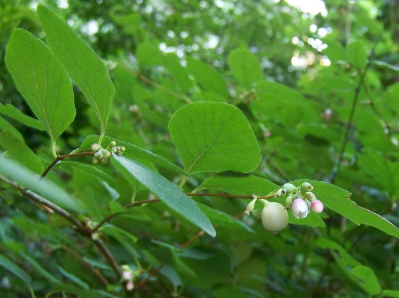 Image of Symphoricarpos albus var. laevigatus specimen.