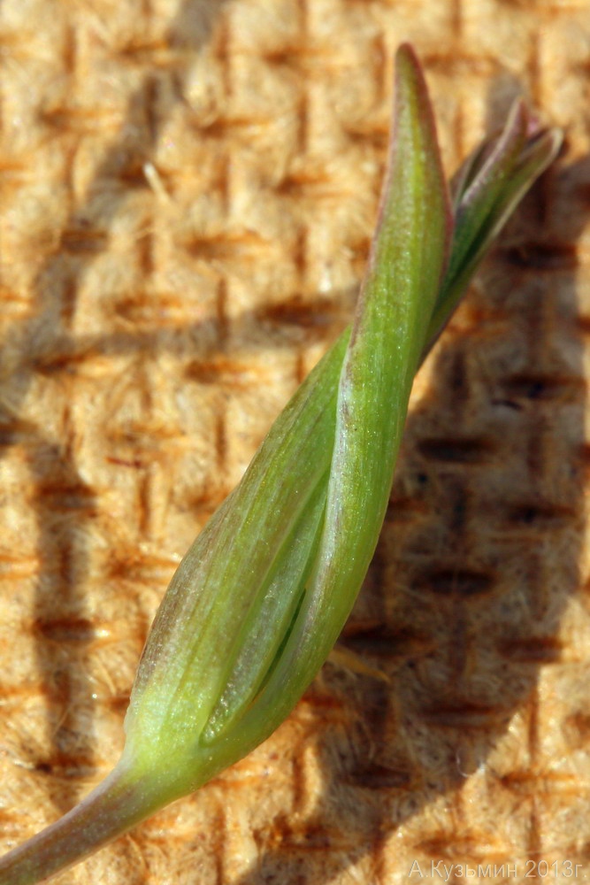 Image of Gagea pusilla specimen.