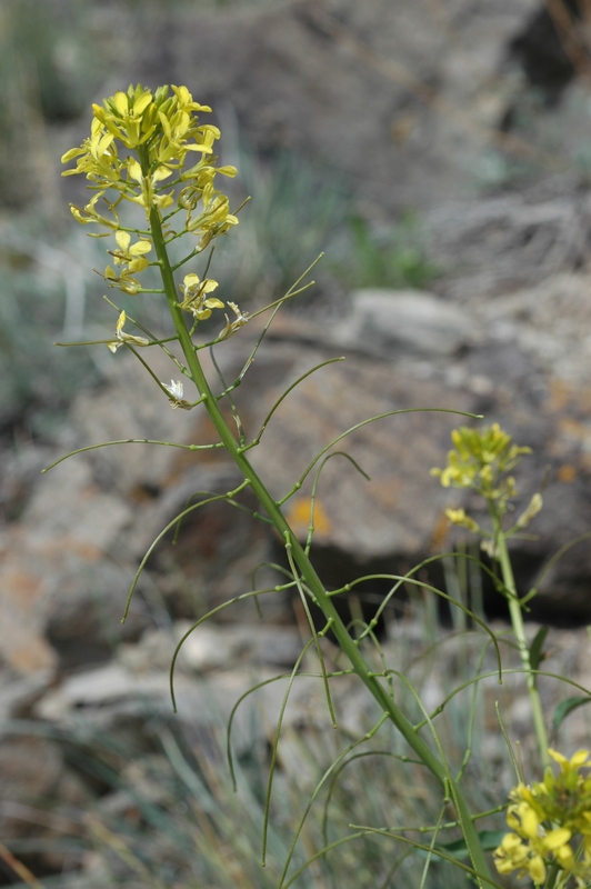 Image of Sisymbrium brassiciforme specimen.