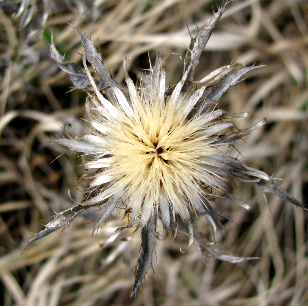 Изображение особи Carlina vulgaris.