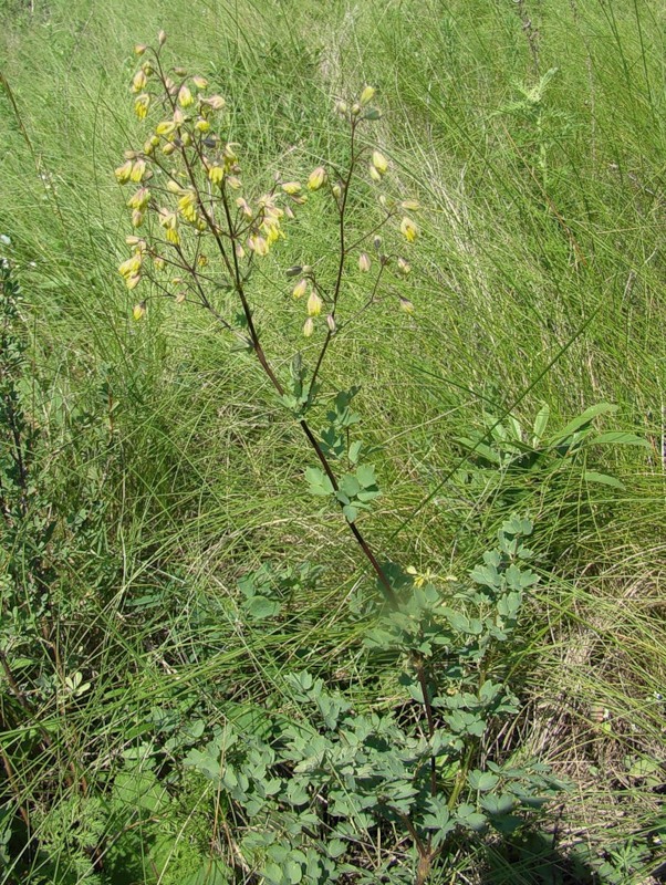 Image of Thalictrum minus specimen.