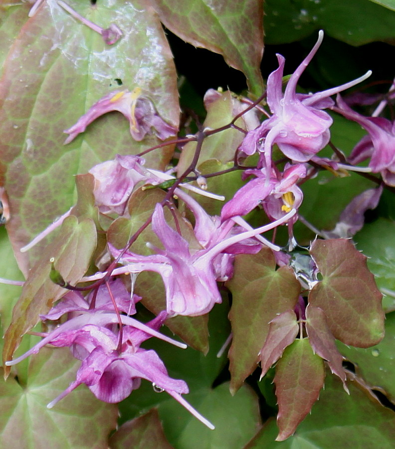 Image of Epimedium grandiflorum specimen.