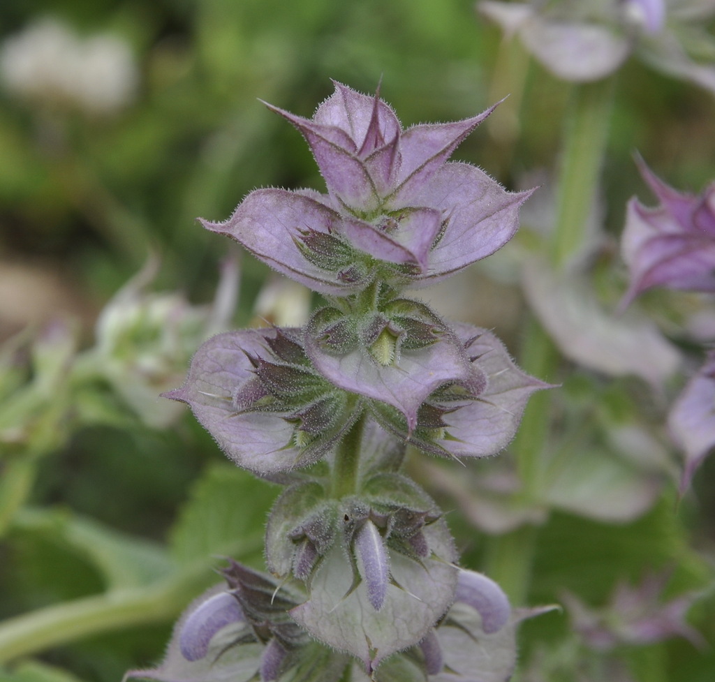 Image of Salvia sclarea specimen.