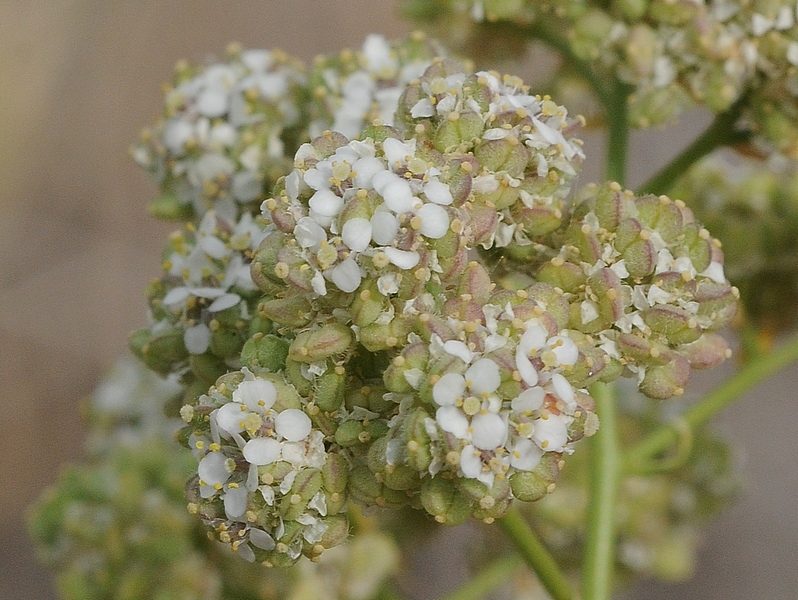 Изображение особи Lepidium latifolium.