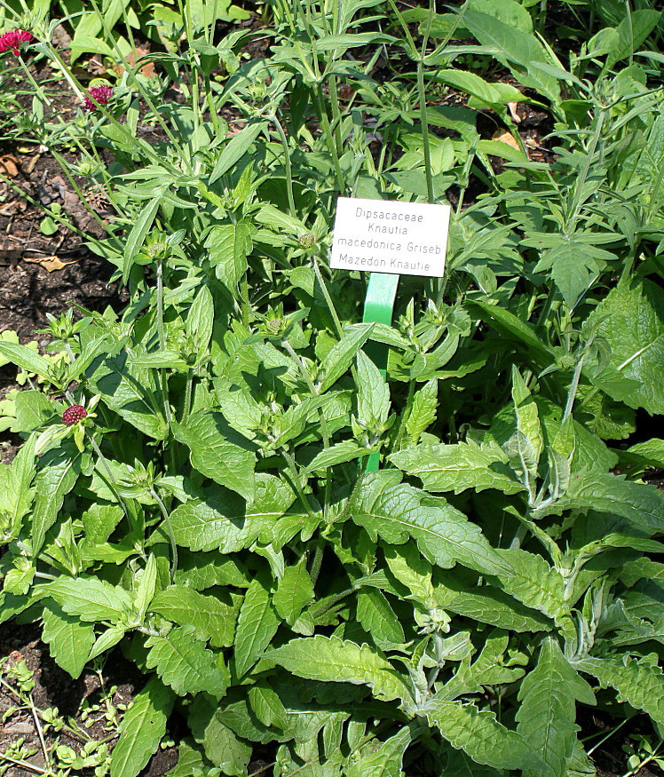 Изображение особи Knautia macedonica.