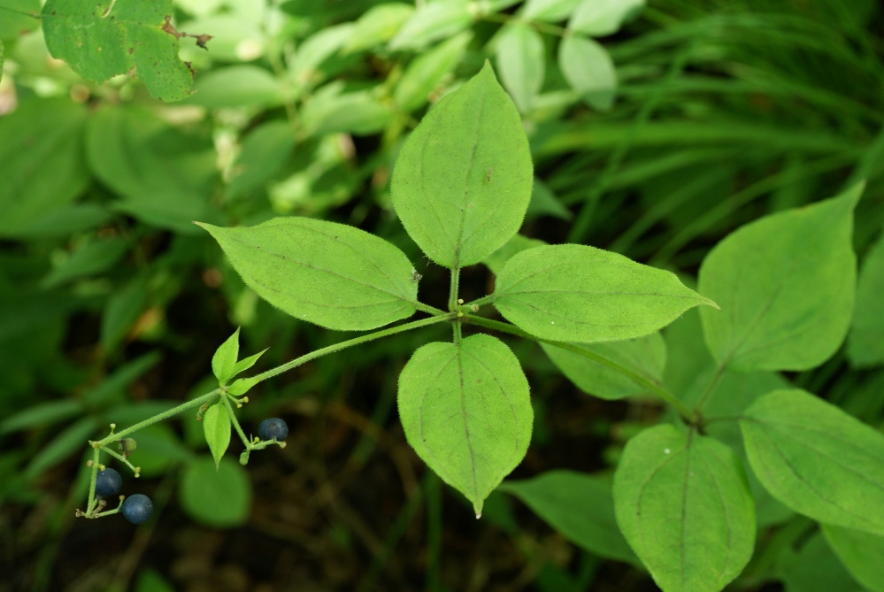 Изображение особи Rubia chinensis.