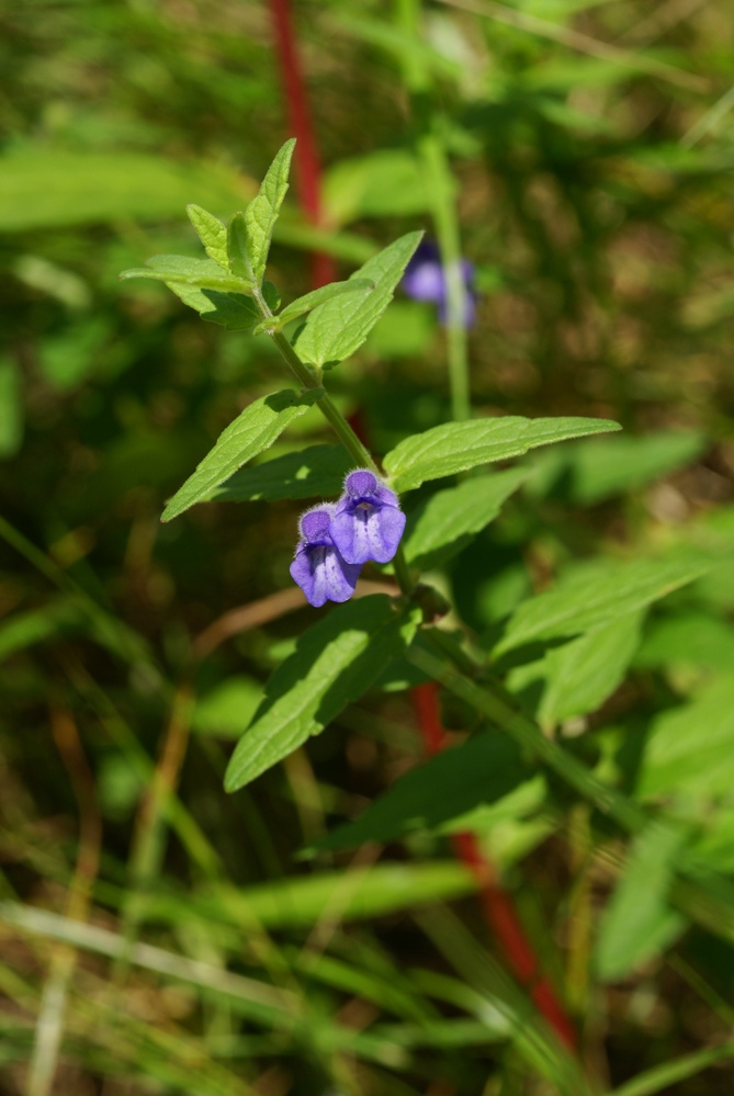 Image of Scutellaria tuminensis specimen.