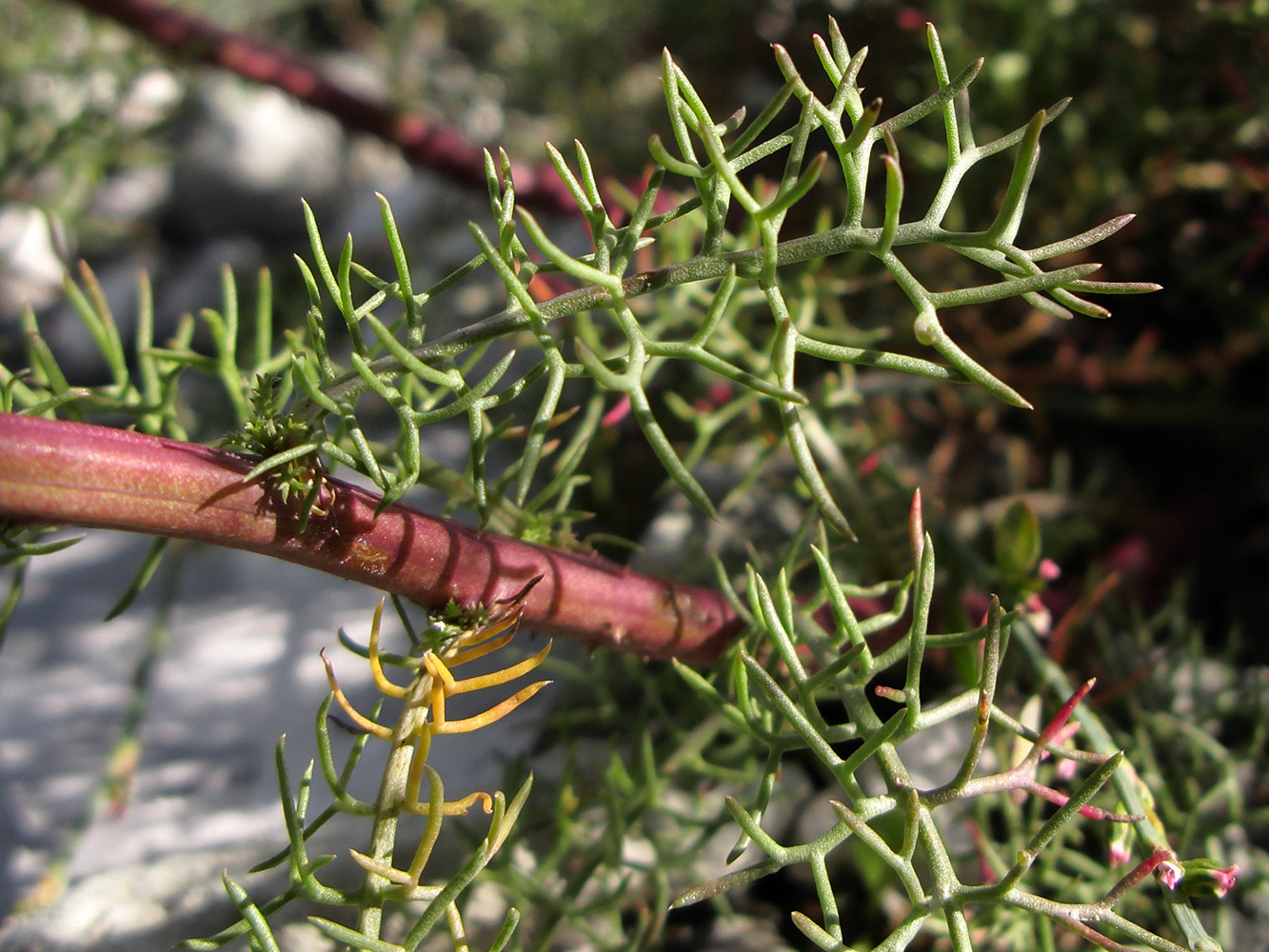 Image of Tripleurospermum inodorum specimen.