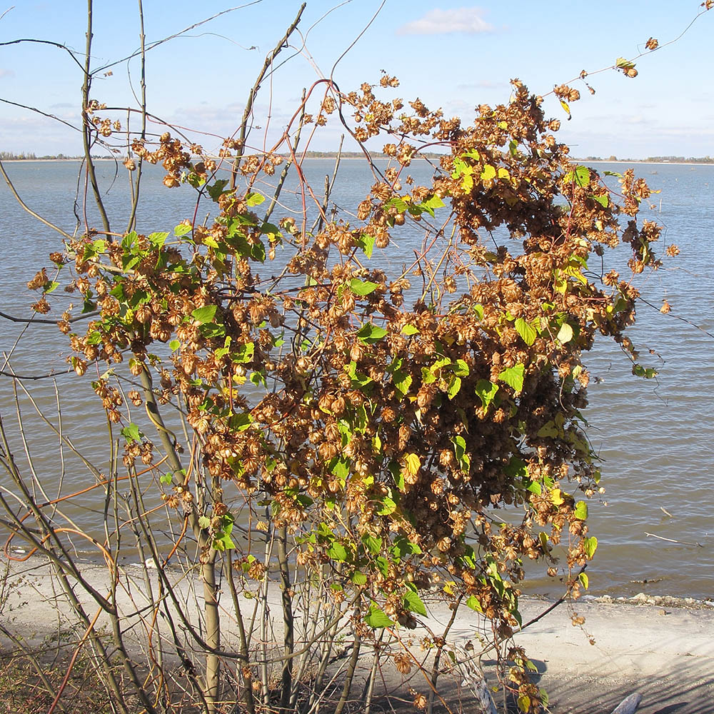 Image of Humulus lupulus specimen.