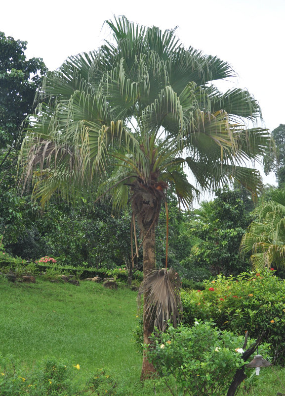 Image of Livistona chinensis specimen.