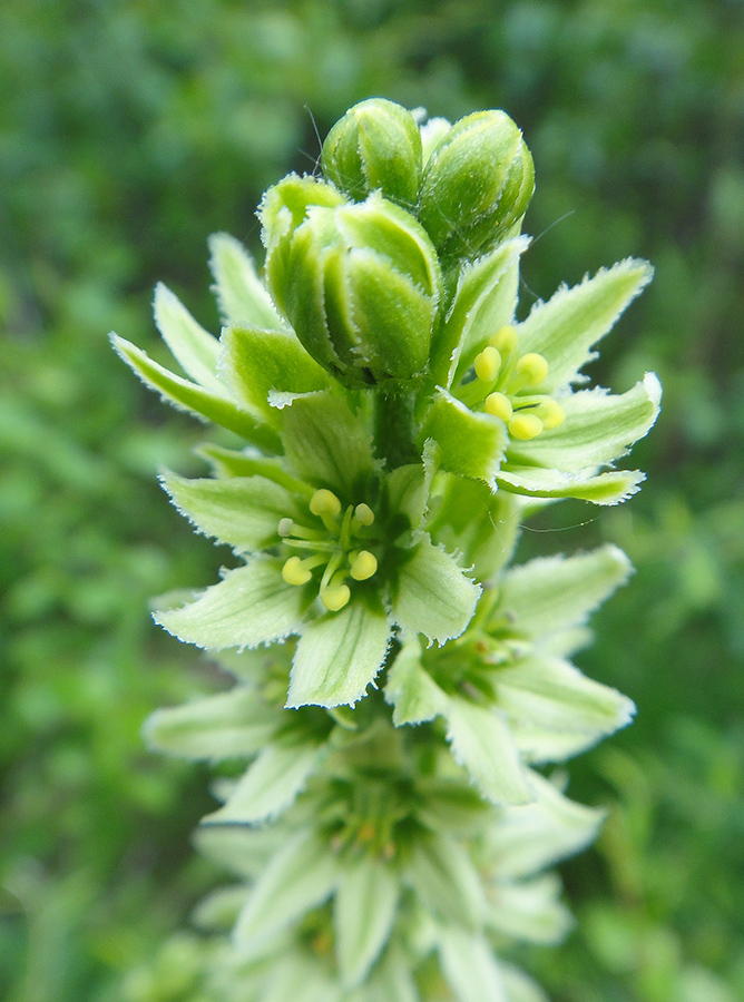 Изображение особи род Veratrum.