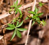 Ipomoea cairica. Побеги. Израиль, Шарон, г. Герцлия, живая изгородь. 30.11.2013.