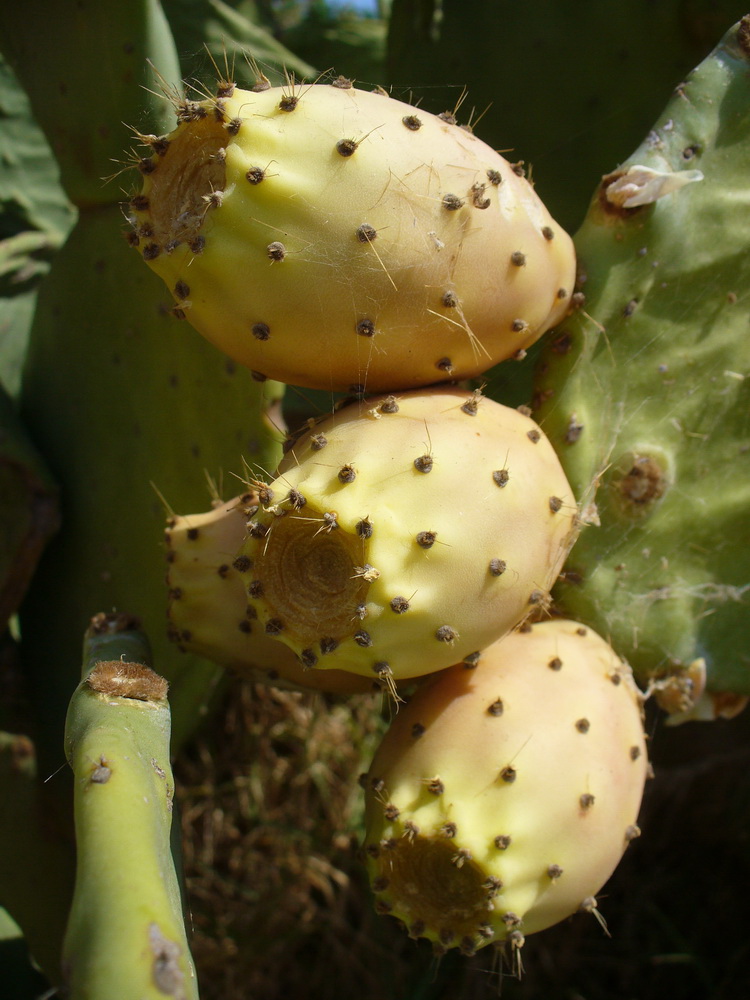 Изображение особи Opuntia ficus-indica.