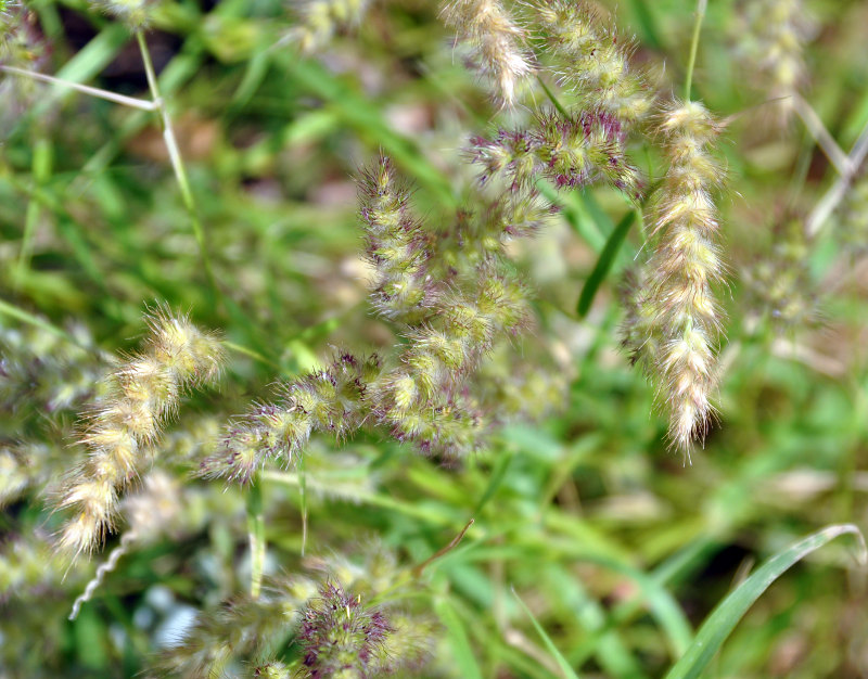 Изображение особи Cenchrus ciliaris.