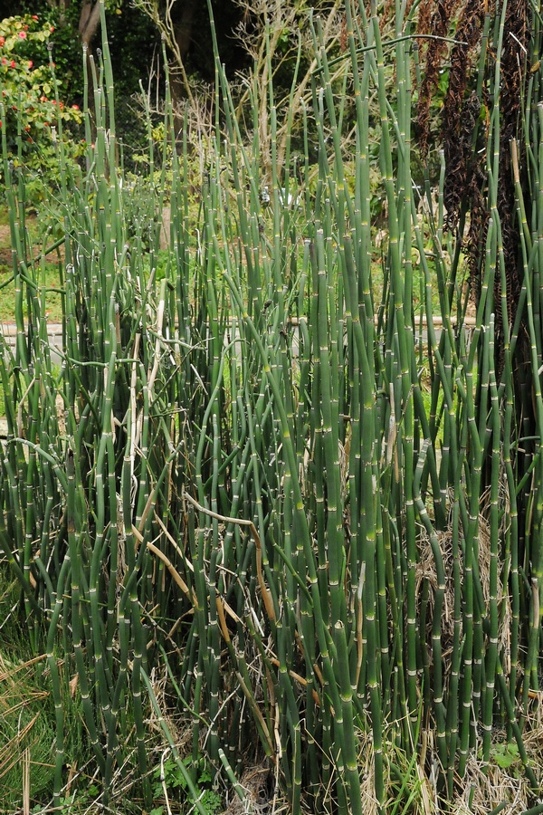 Image of Equisetum hyemale specimen.