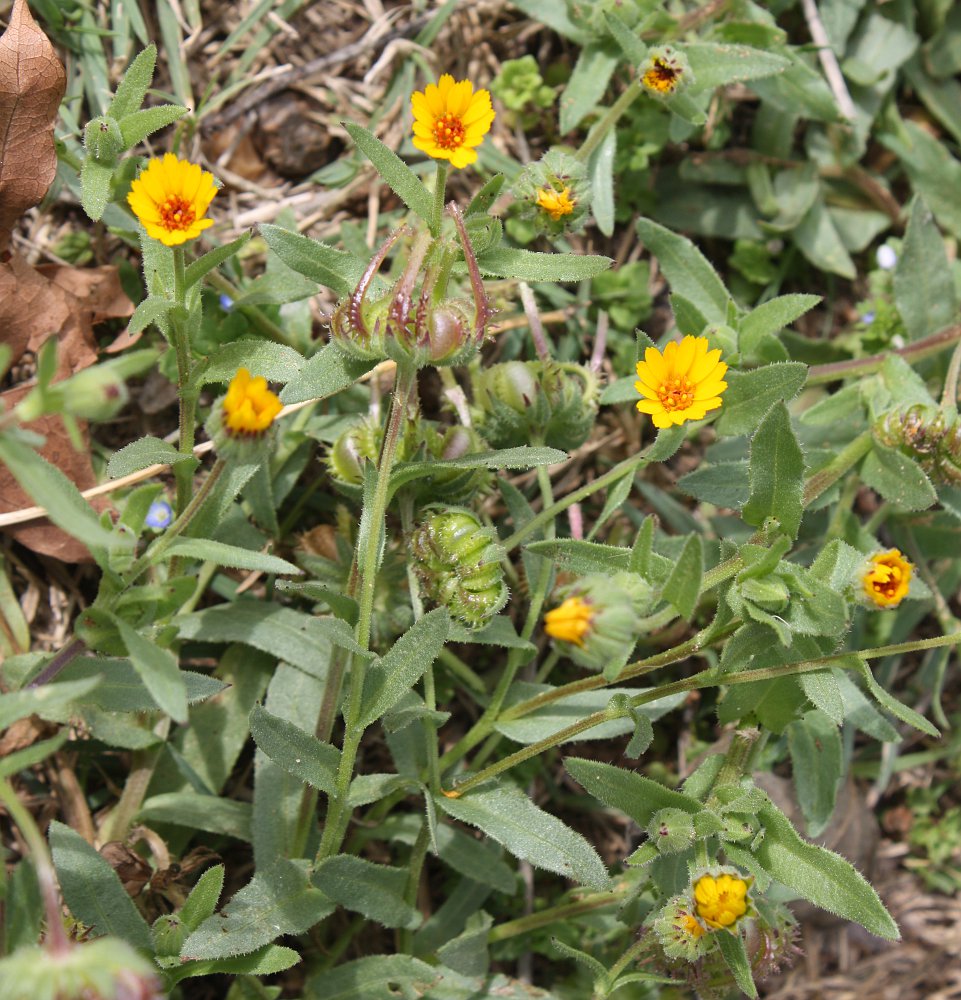 Image of Calendula palaestina specimen.