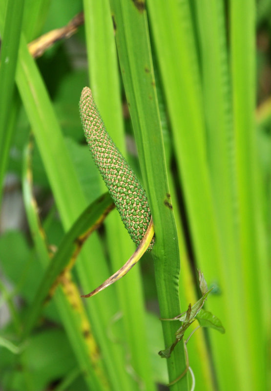 Image of Acorus calamus specimen.