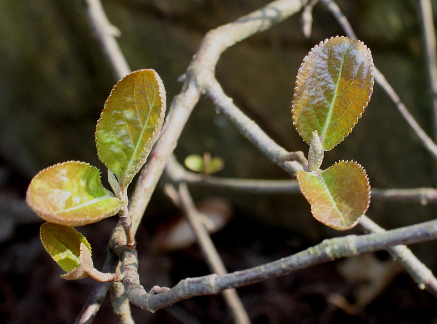 Image of Viburnum lentago specimen.