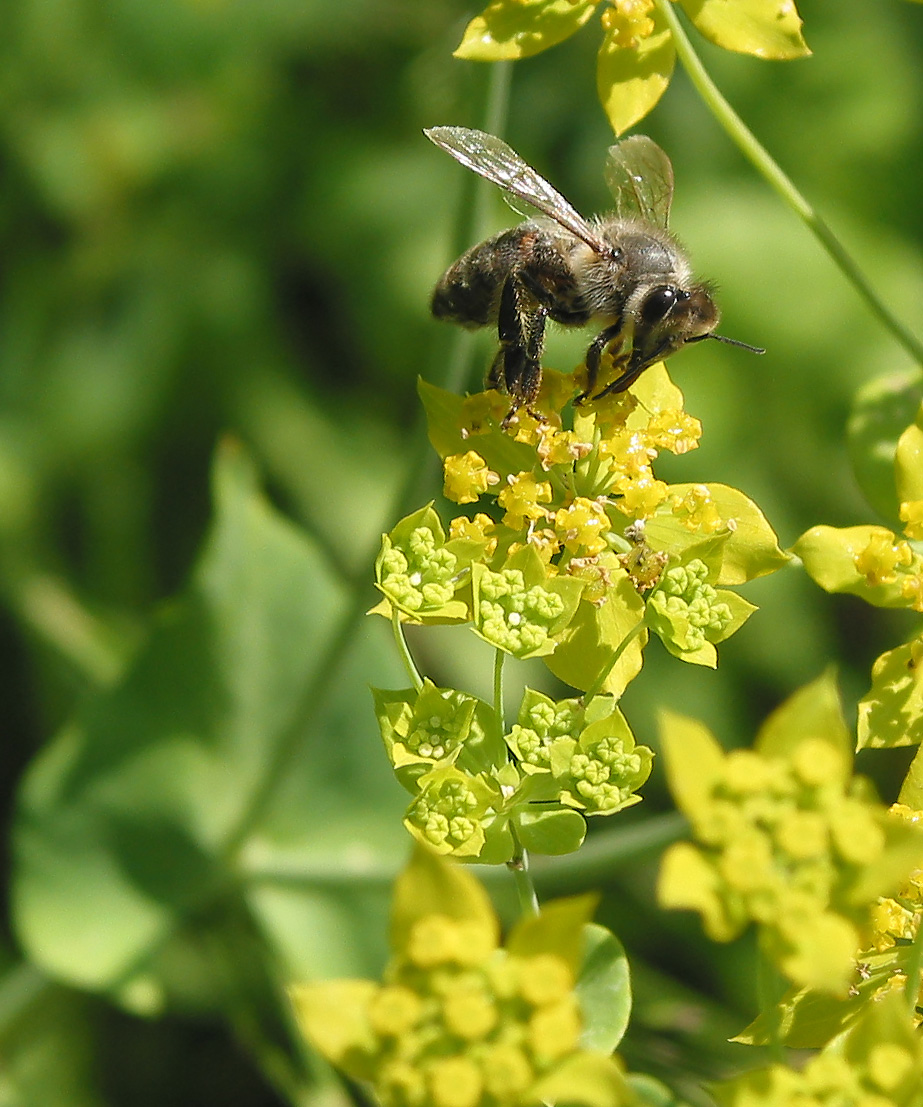 Image of Bupleurum longifolium ssp. aureum specimen.