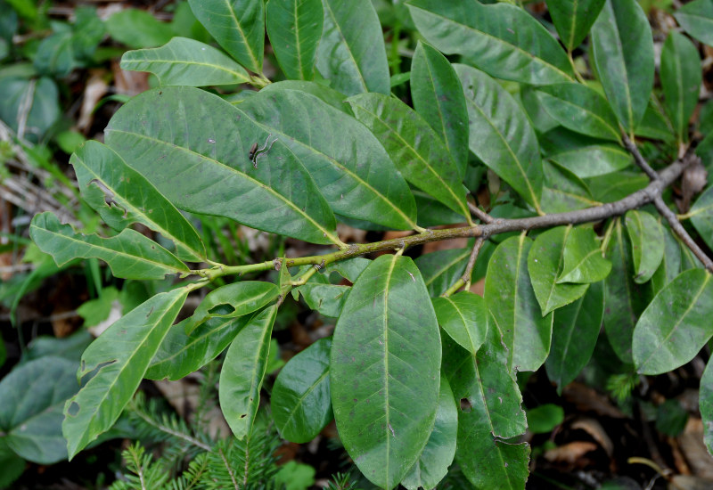 Image of Lauro-cerasus officinalis specimen.