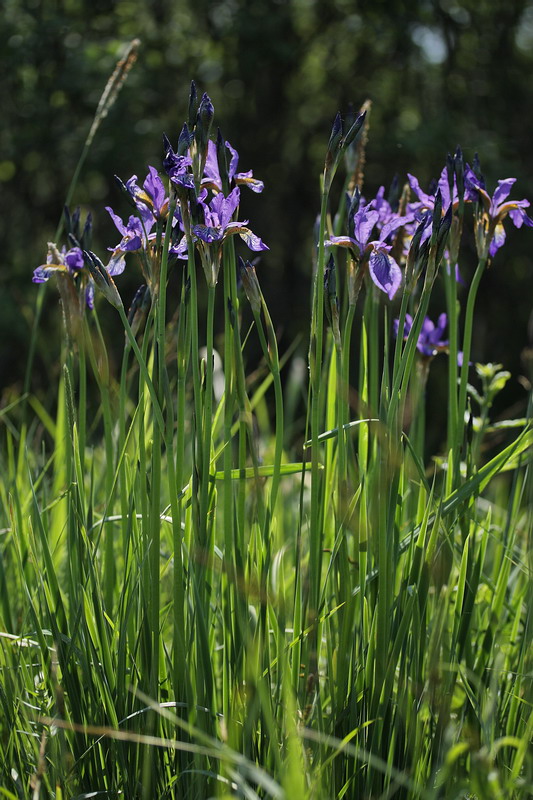 Изображение особи Iris sibirica.