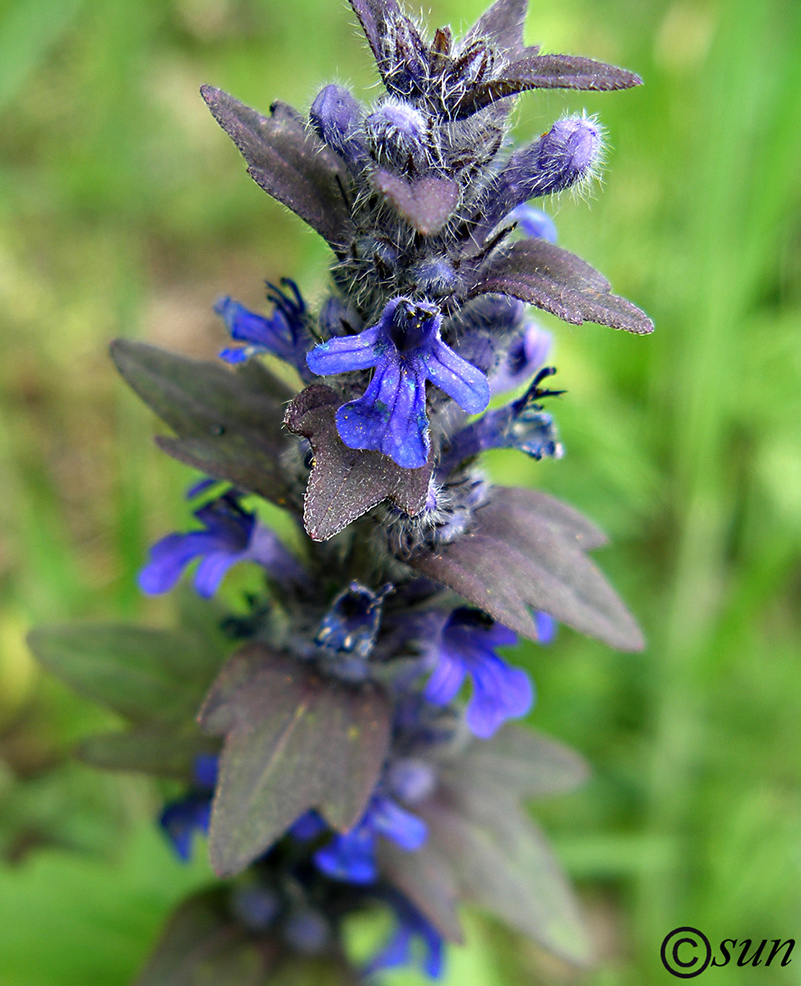 Image of Ajuga genevensis specimen.