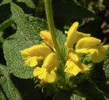 Phlomis viscosa