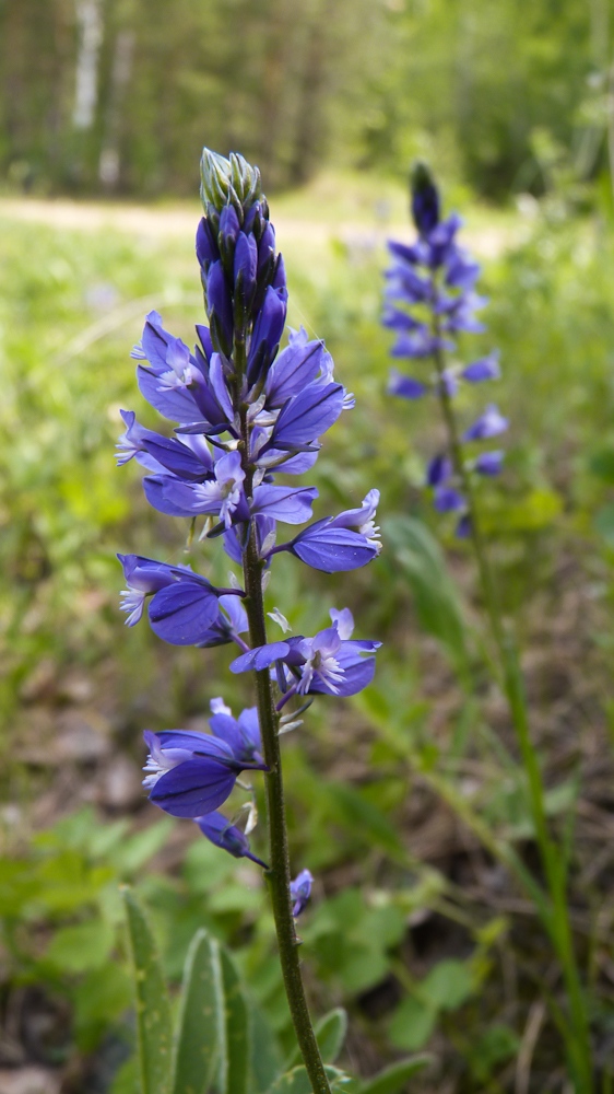 Image of Polygala hybrida specimen.