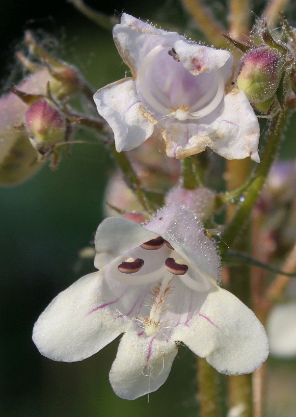 Image of Penstemon digitalis specimen.