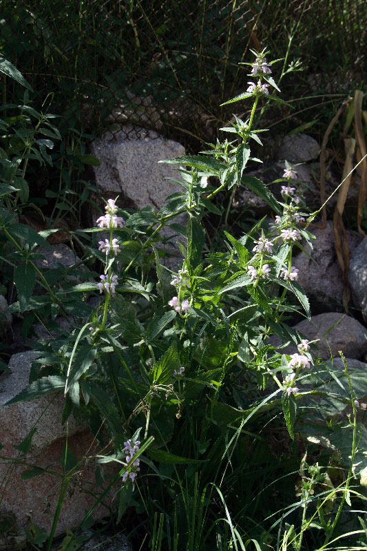 Image of Stachyopsis oblongata specimen.