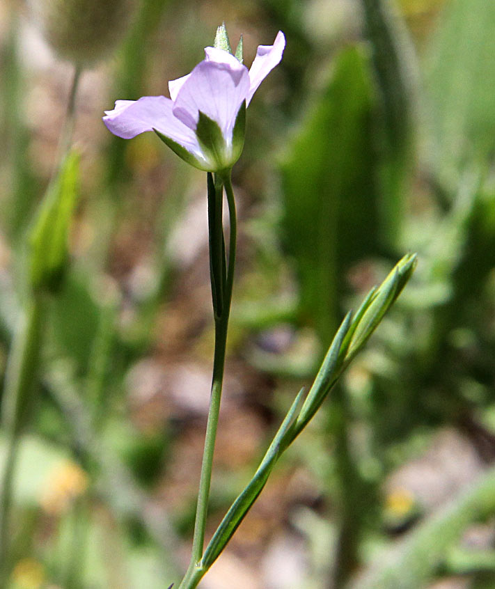 Image of Linum bienne specimen.