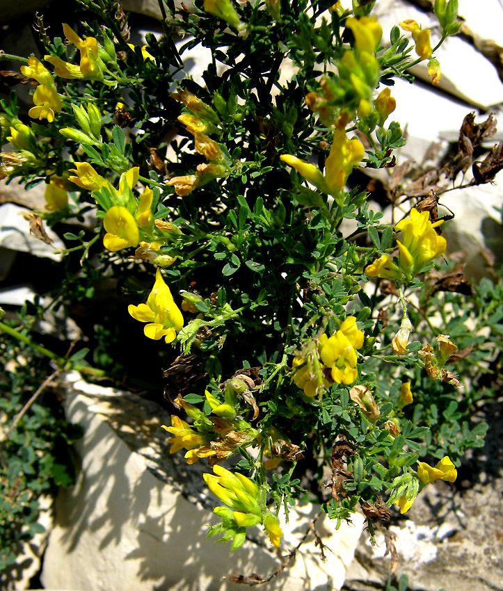 Image of Medicago glandulosa specimen.