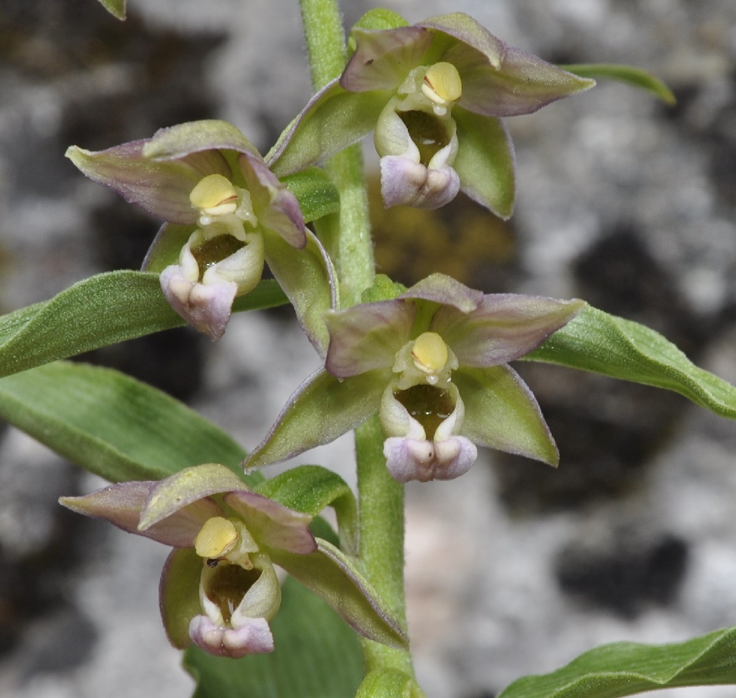 Image of Epipactis helleborine ssp. degenii specimen.