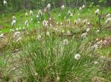 Eriophorum vaginatum. Плодоносящее растение на лесном болоте. Томская обл., окр. г. Томск. 29.05.2008.