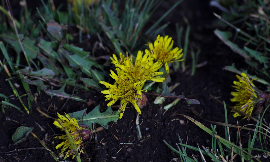 Изображение особи род Taraxacum.