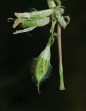 Astragalus schanginianus