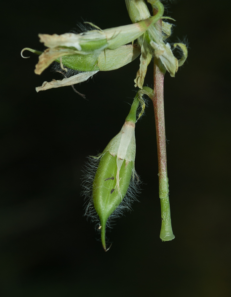 Image of Astragalus schanginianus specimen.