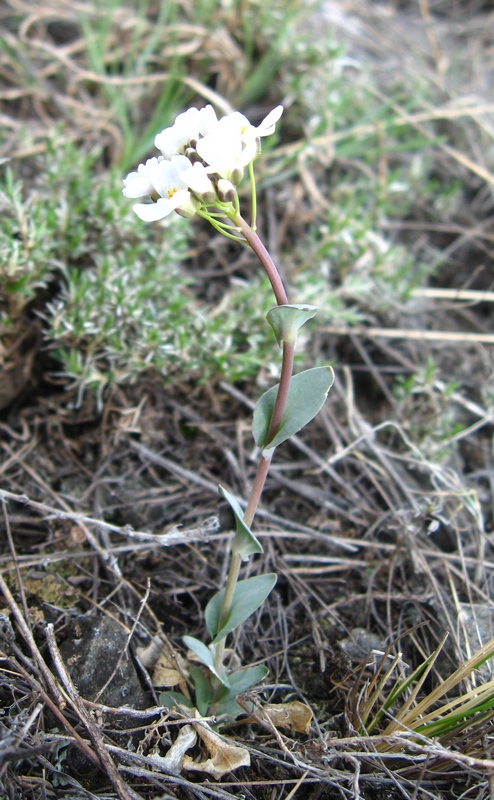 Image of Noccaea cochleariformis specimen.