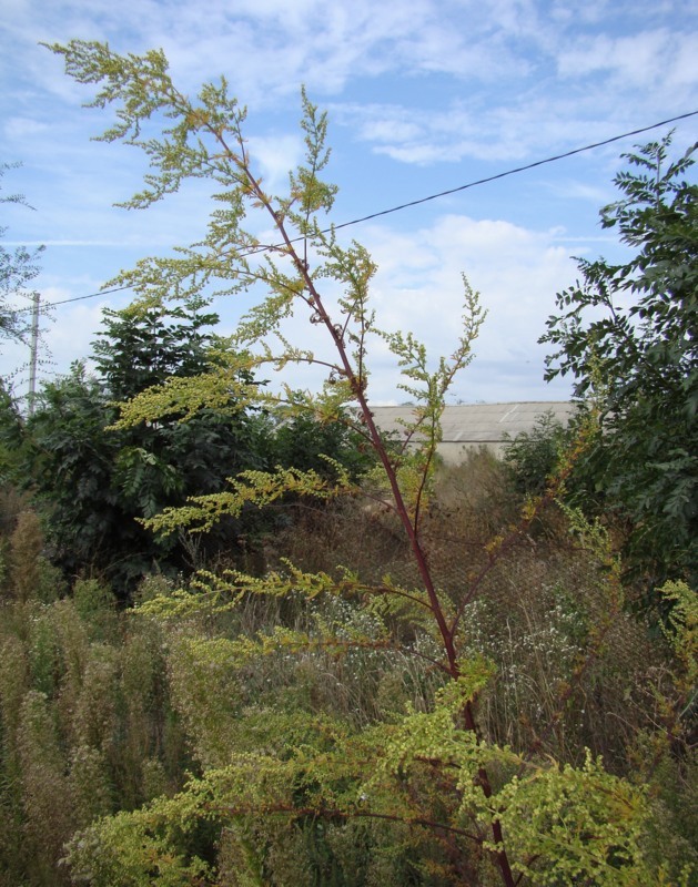 Image of Artemisia annua specimen.