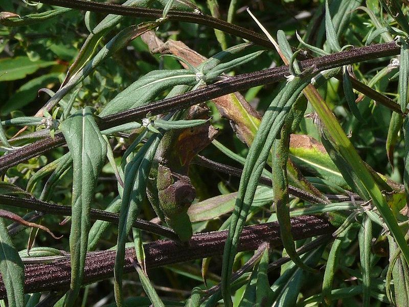 Image of Saussurea elata specimen.