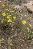 Crepis rhoeadifolia