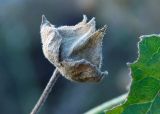 Malva thuringiaca