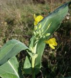 Brassica napus