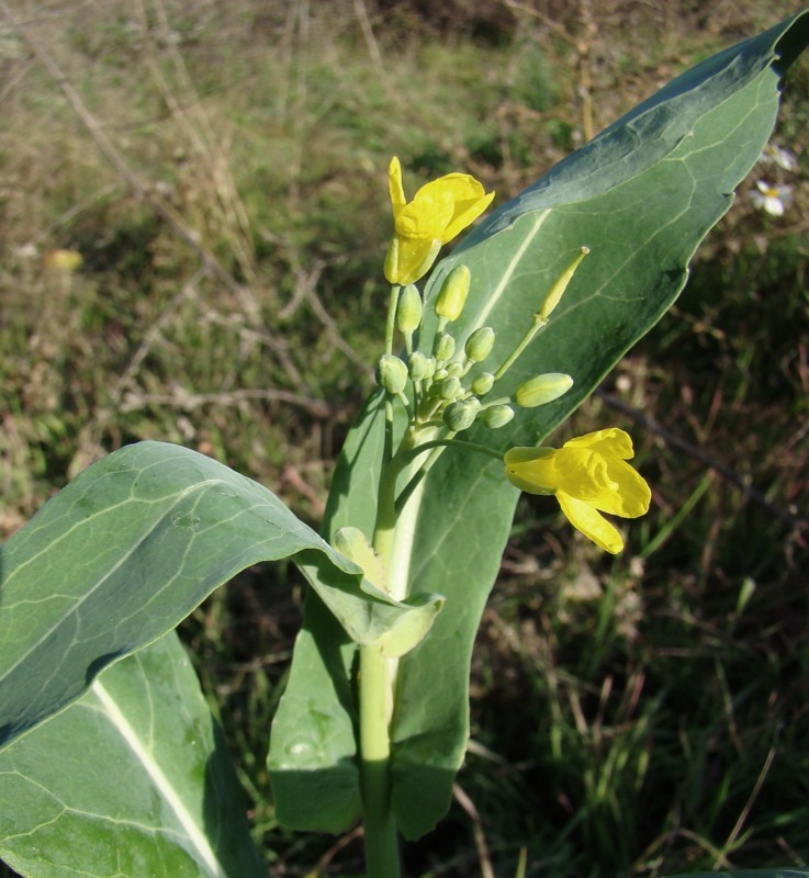 Изображение особи Brassica napus.